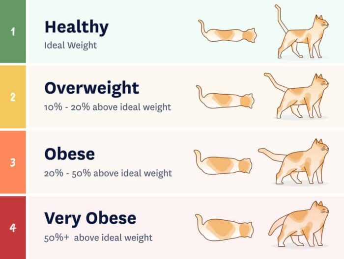 Understanding Your Cat's Ideal Weight - Cat Tree Uk