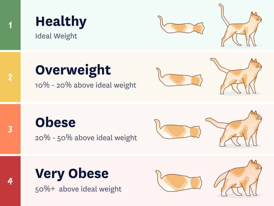 Understanding Your Cat's Ideal Weight
