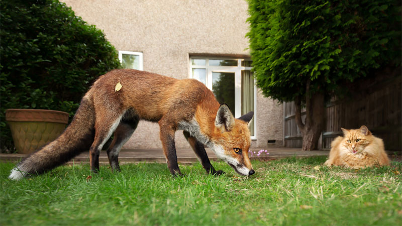 Are Foxes a Threat to Your Cats?