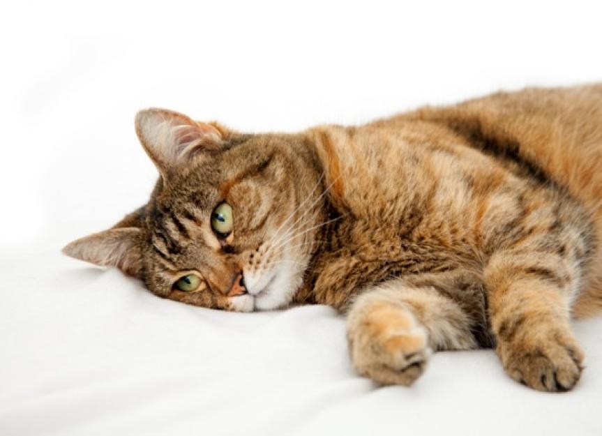 Understanding and Treating Cat Depression