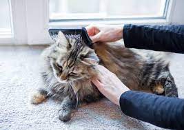 Essential Grooming Tips for Long-Haired Cats