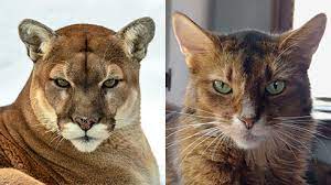 How are our pet cats similar to wildcats?