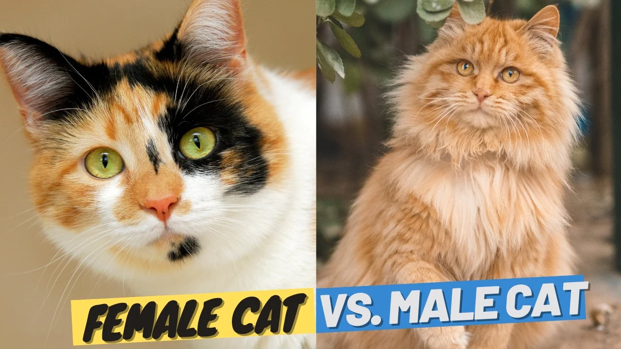 Male vs. Female Cats | Choosing the Right Cat for You