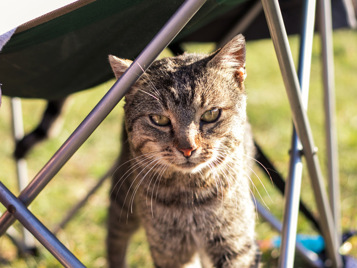 Essential Tips for a Cat-Safe BBQ