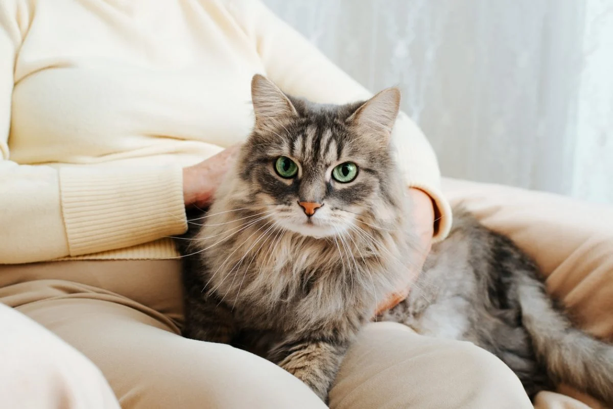 Benefits of Adopting an Older Cat