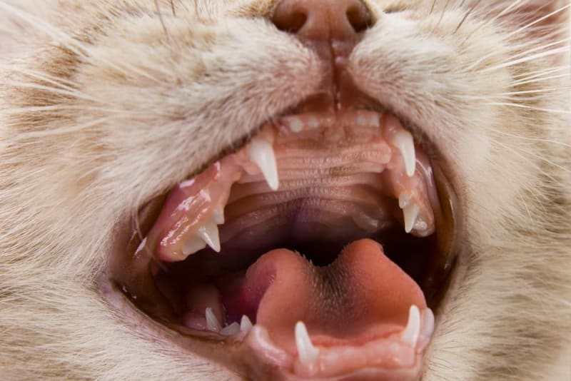 A Kitten Teething Guide to Soothing Your Kitten's Gums