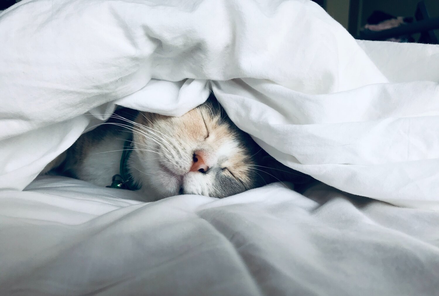 Do Cats Sleep More in Winter?