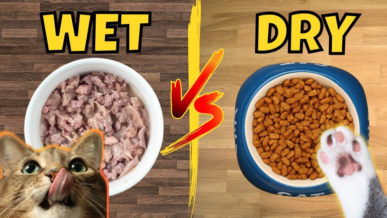 Wet or Dry: Navigating the Cat Food Dilemma for a Healthier Feline