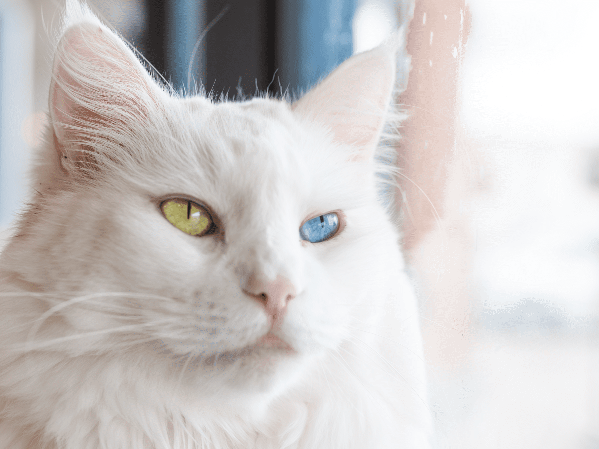 Understanding Cats with Different Colored Eyes