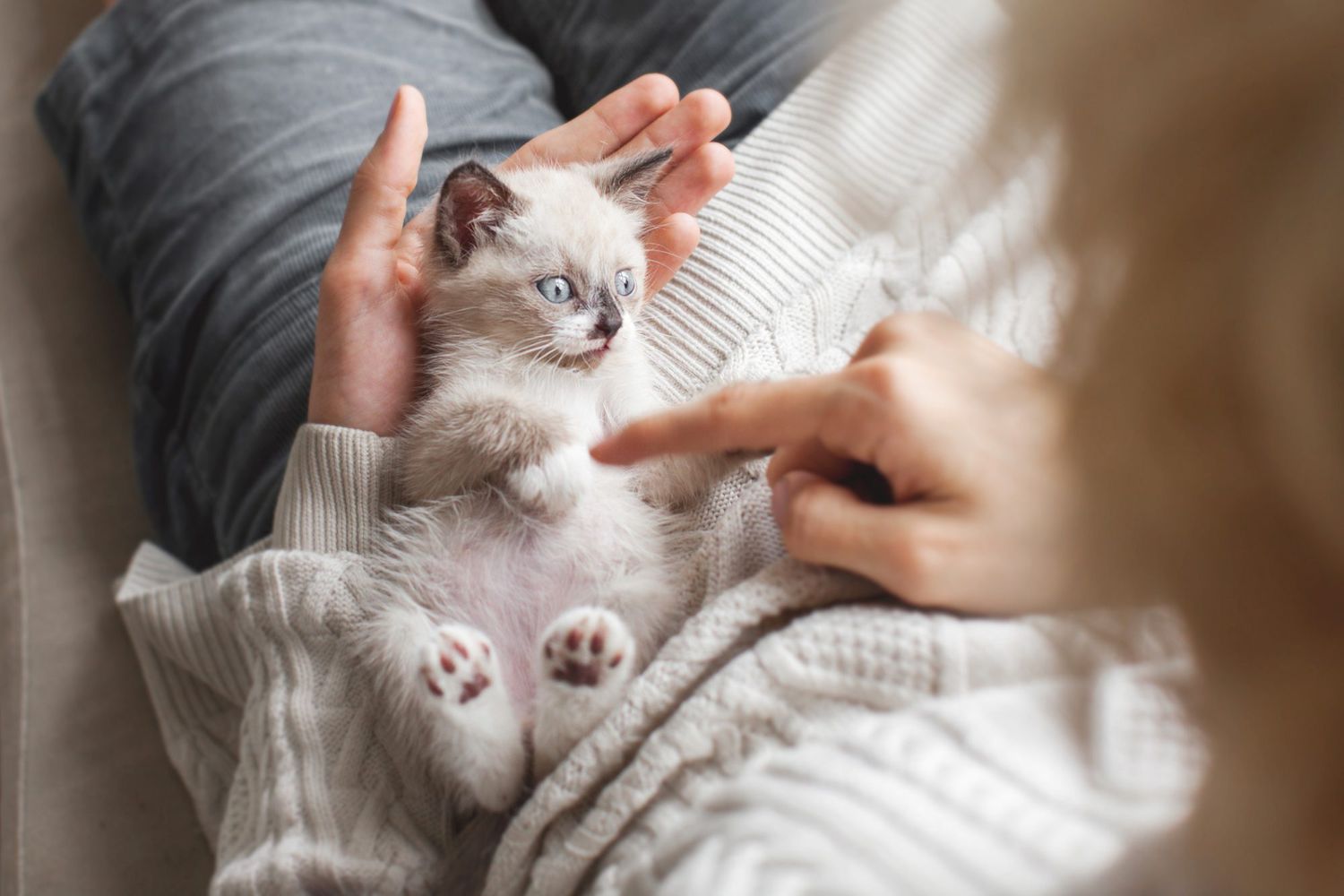 10 Must-Have Accessories for Your New Kitten
