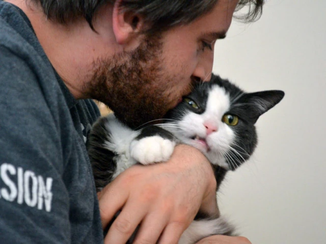 Signs Your Cat Dislikes Hugs and What to Do Instead for Affection
