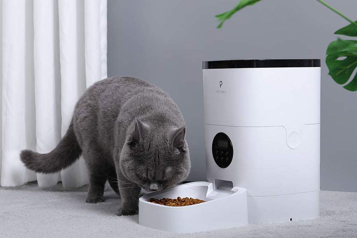 Automatic Cat Feeders All You Need To Know!