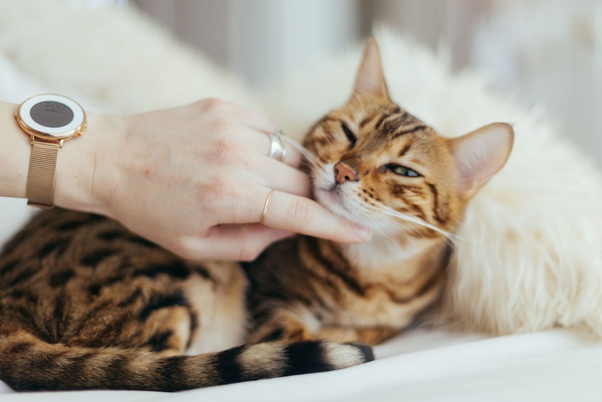 Top Tips to Minimize the Risk of Cancer in Your Cat
