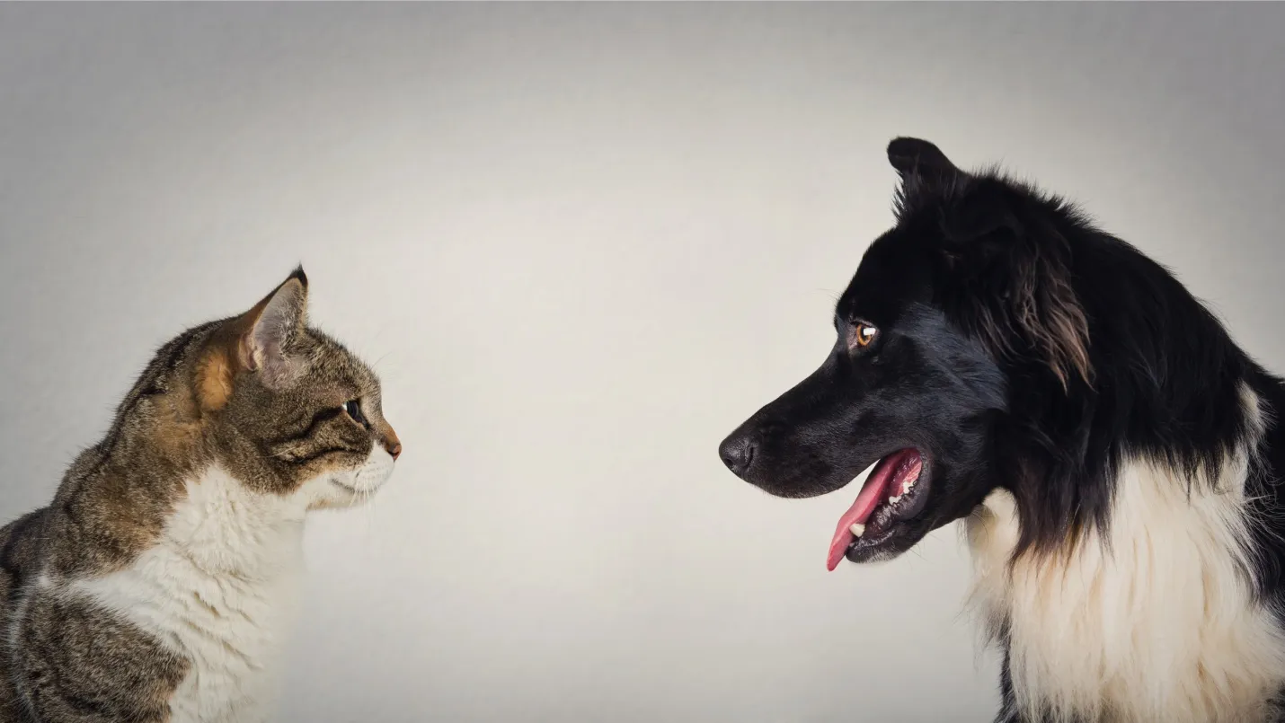 5 Surprising Differences Between Cats and Dogs