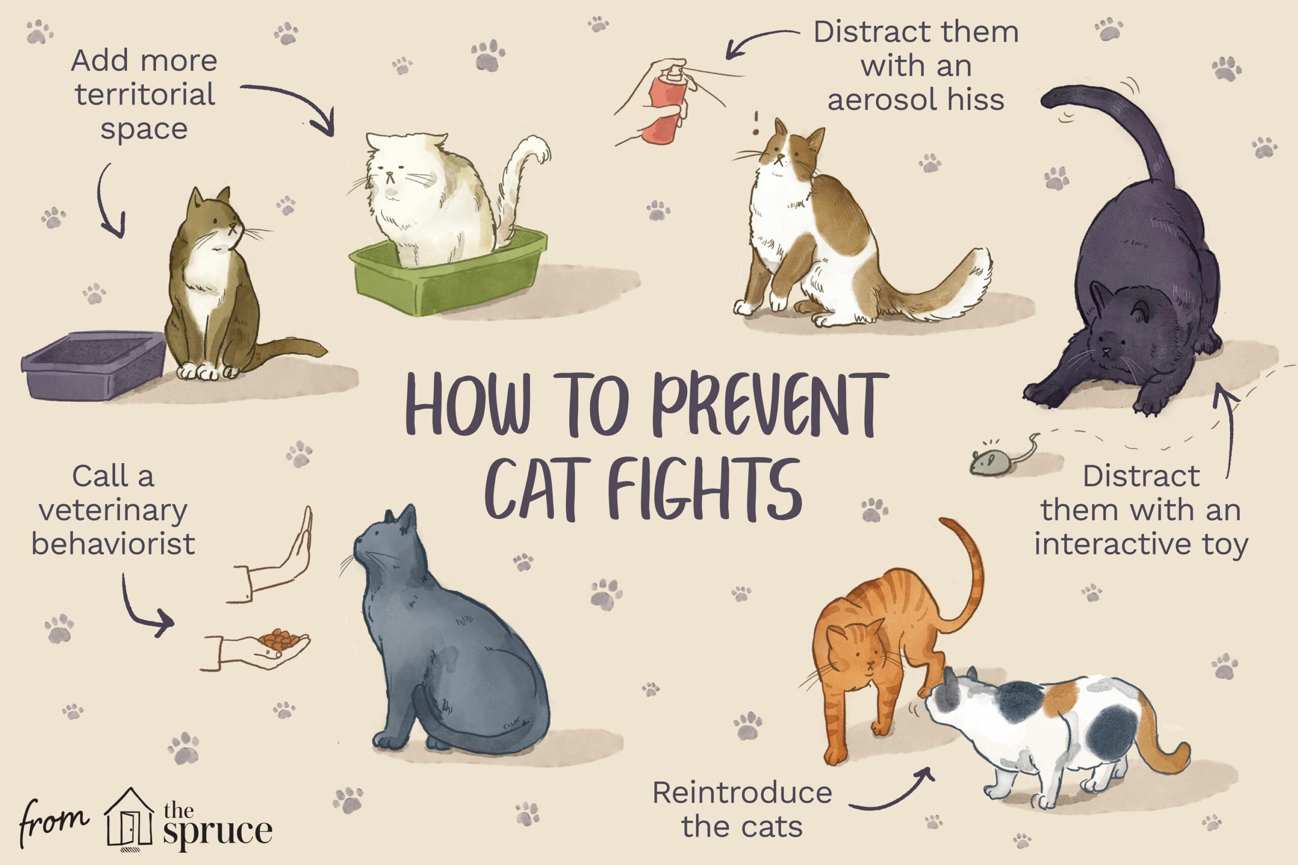 How to Safely Stop a Cat Fight