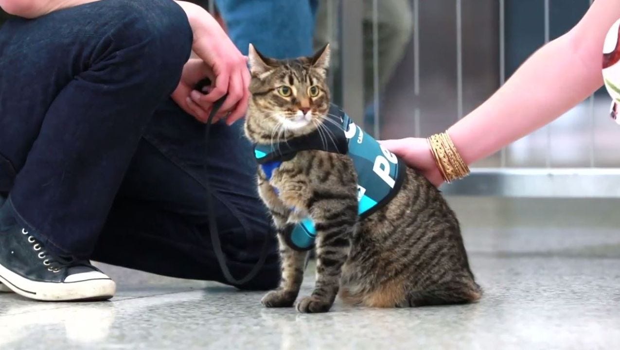 Supporting Cats with Disabilities