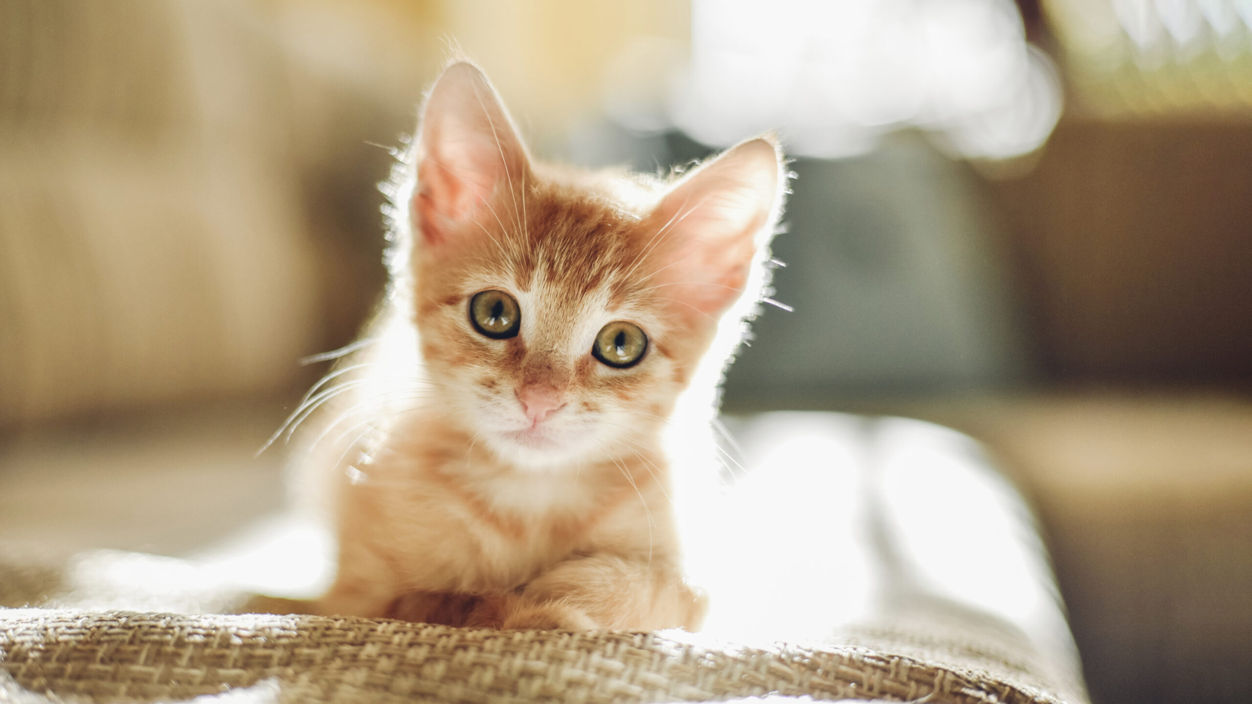 Welcoming Your First Kitten | 9 Crucial Things to Consider