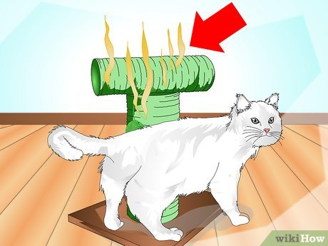 Guide to Training Your Cat to Use a Scratch Post