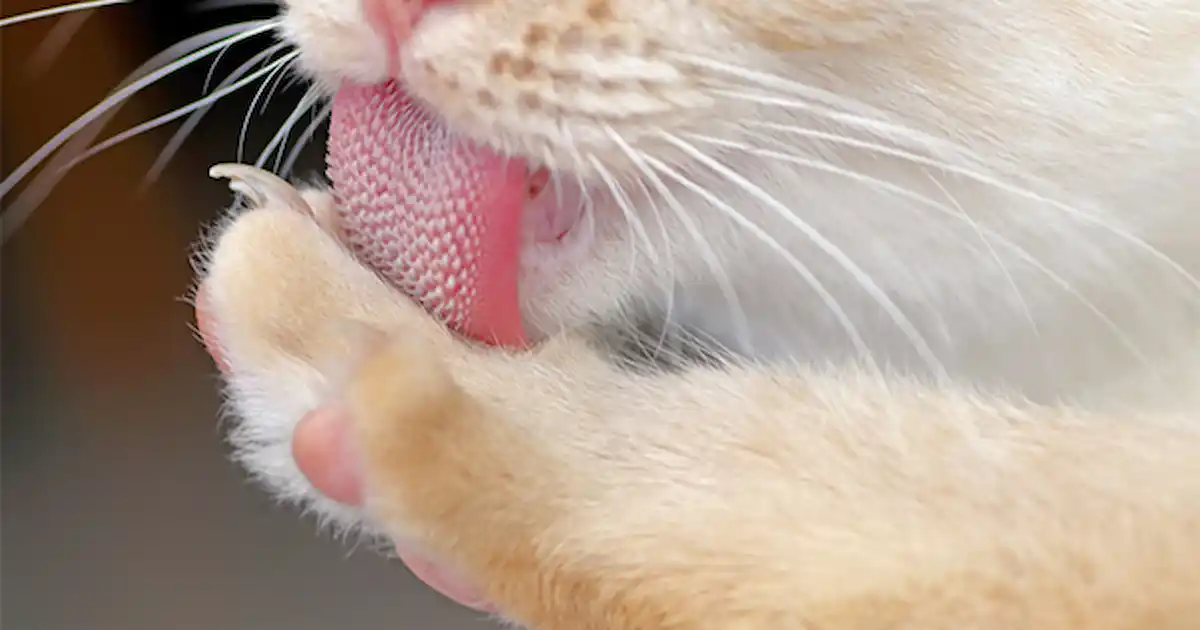 Why Do Cats Have Uniquely Rough Tongues