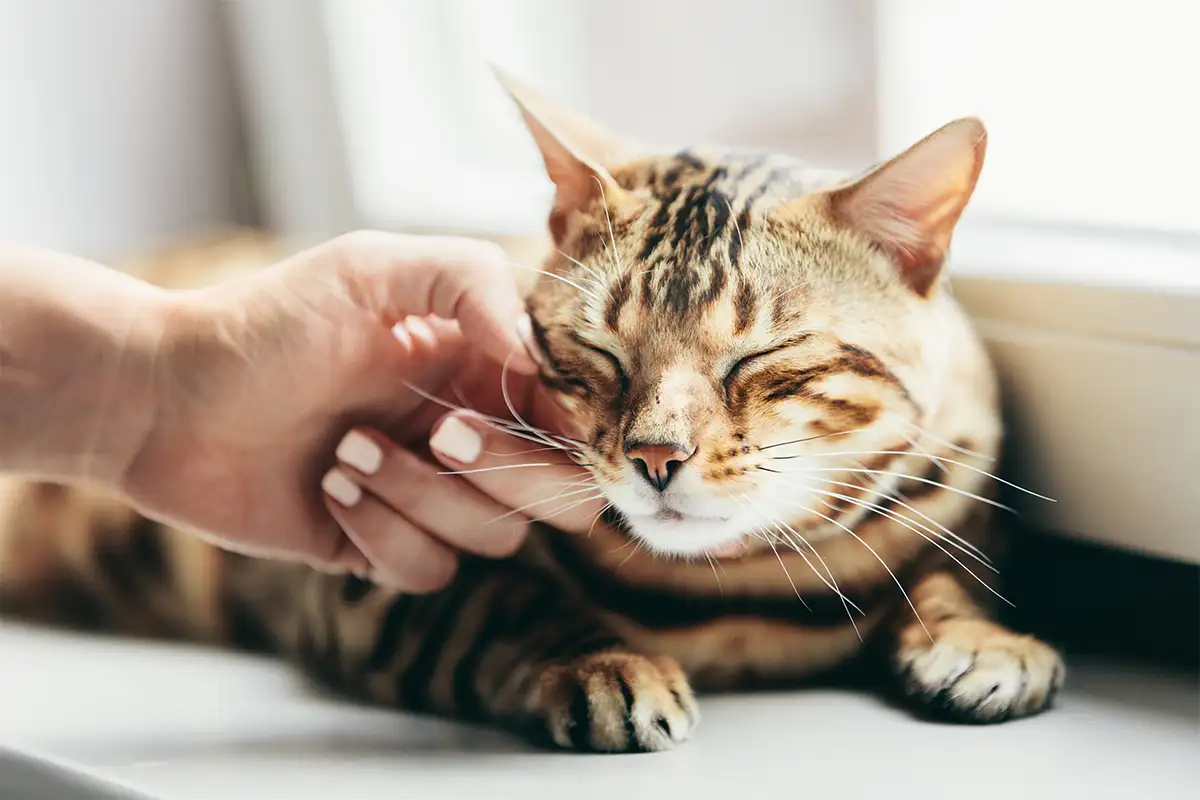 Why Do Cats Purr? Unraveling the Mystery