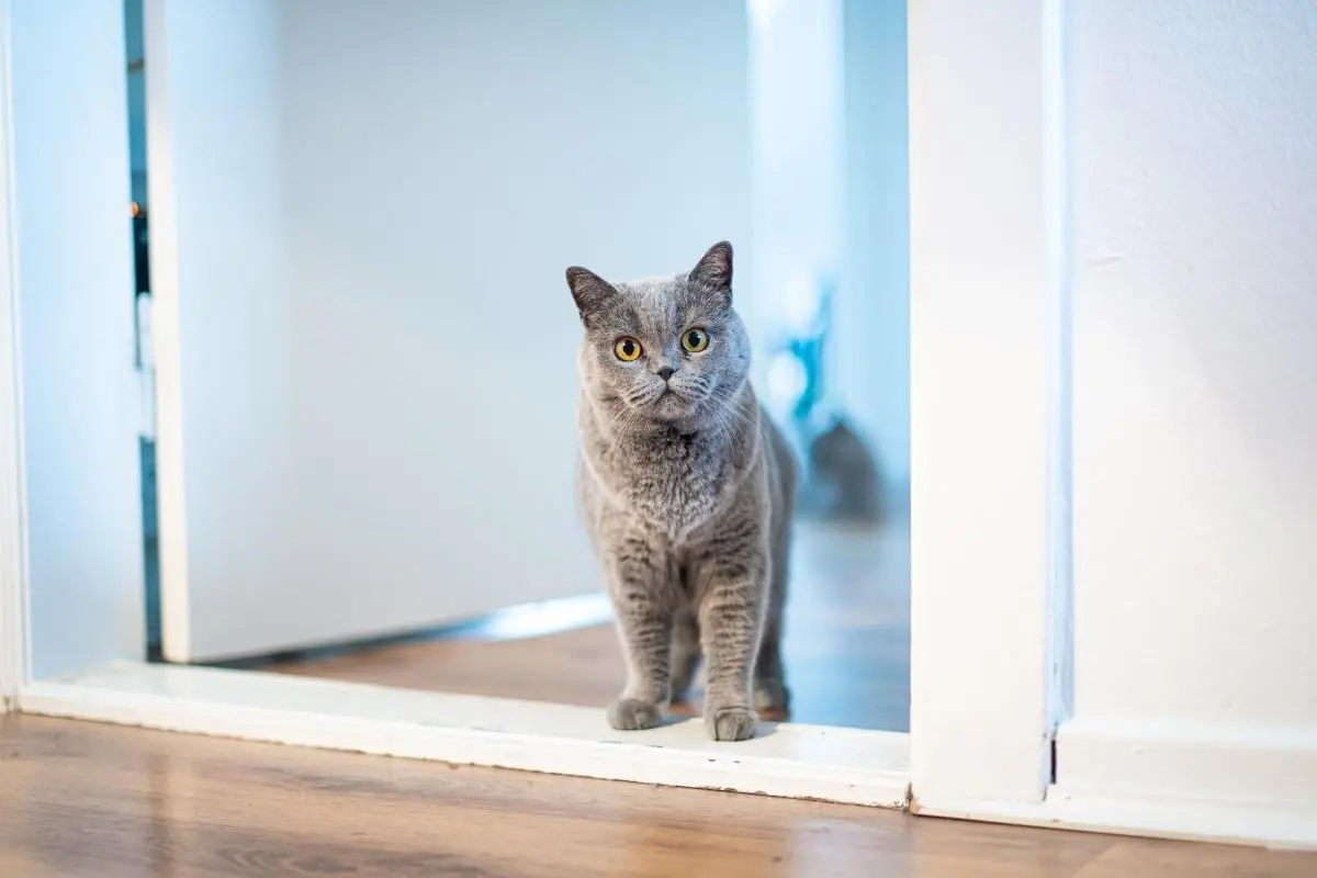 How to Prevent Cat Theft and Understand the Reasons Behind It