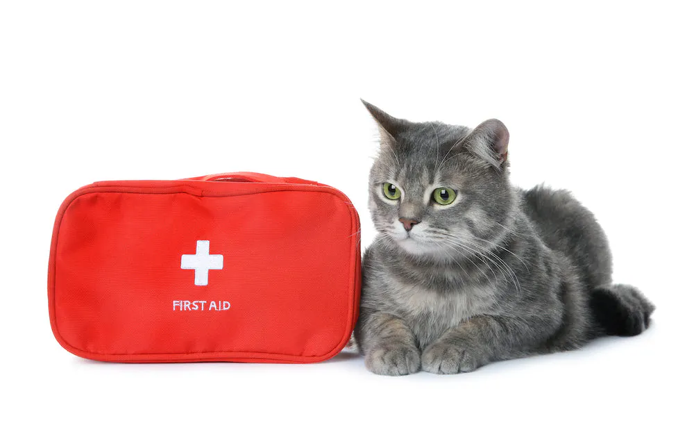 First Aid Essentials Every Cat Owner Should Know
