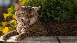 Unraveling Cat Aggression: Understanding the Causes and Solutions