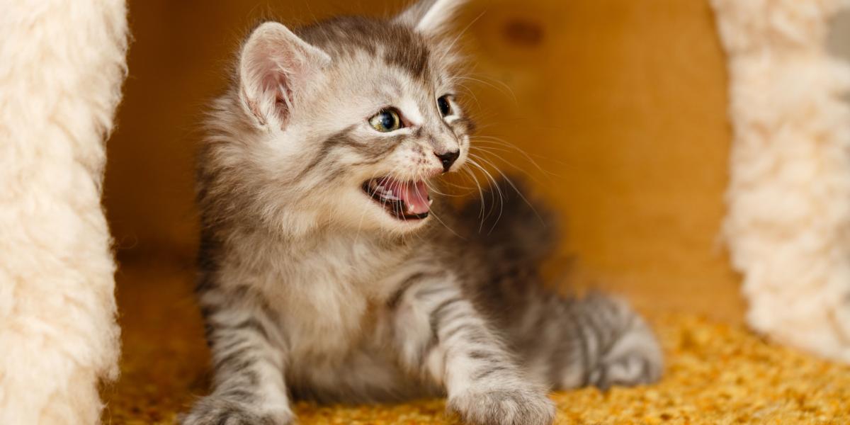 Understanding Why Your Older Cat Hisses at Kittens