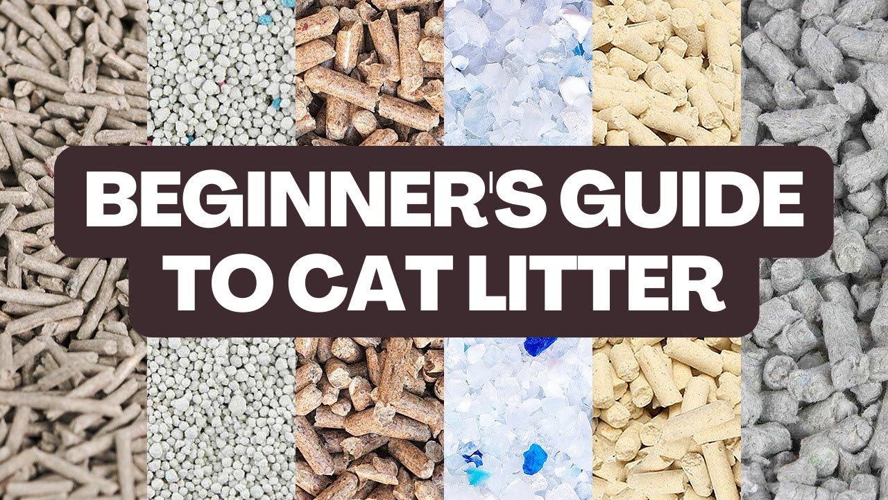 The Different Types of Cat Litter: Which is Best for Your Cat?
