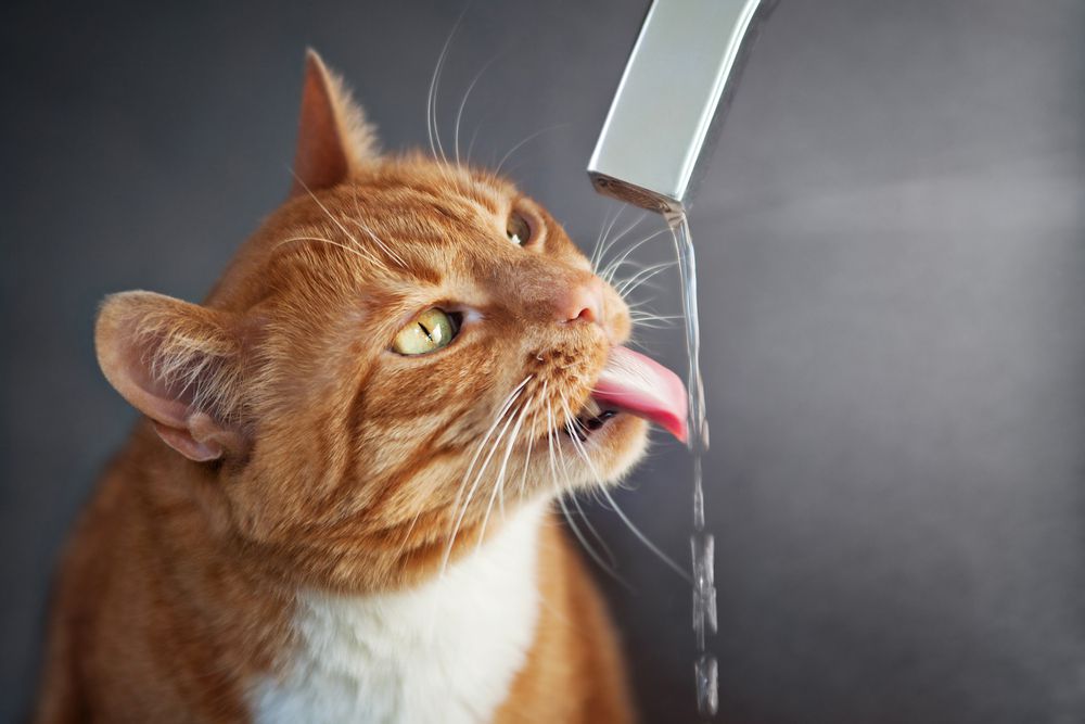 How Much Water Should Your Cat Really Drink?
