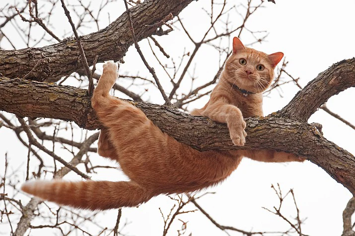 How to Get a Cat Down from a Tree – The 2026 Step-by-Step Guide That Actually Works