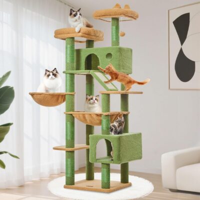 The Cat-ctus Mountain!