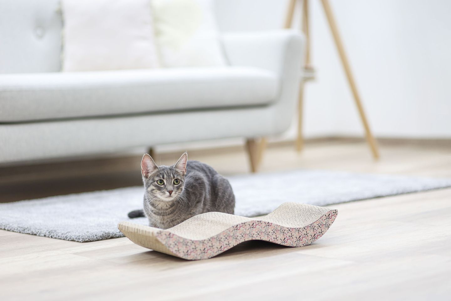Browse Cardboard Cat Scratching Bed – additional product view