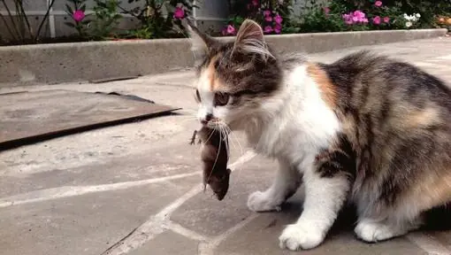 Why Your Cat Hunts Even After Eating