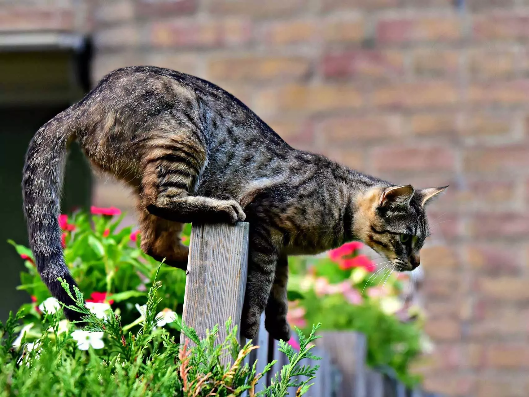 Humane Deterrents For Cats 2024