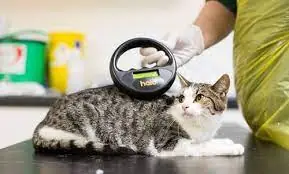 Common myths about microchipping cats