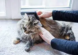 Essential Grooming Tips for Long-Haired Cats